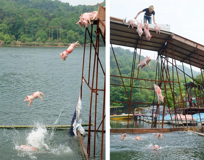 Заплив свиней в Китаї (ФОТО)