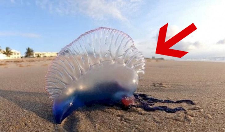 Якщо ви побачите на пляжі це створіння, біжіть щодуху! (ФОТО)