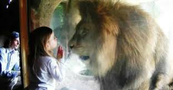 Вот как 250-килограммовый лев отреагировал на поцелуй маленькой девочки