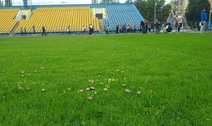 Фото дня. Гриби на газоні стадіону «Говерли»