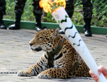 У Бразилії застрелили “олімпійського” ягуара